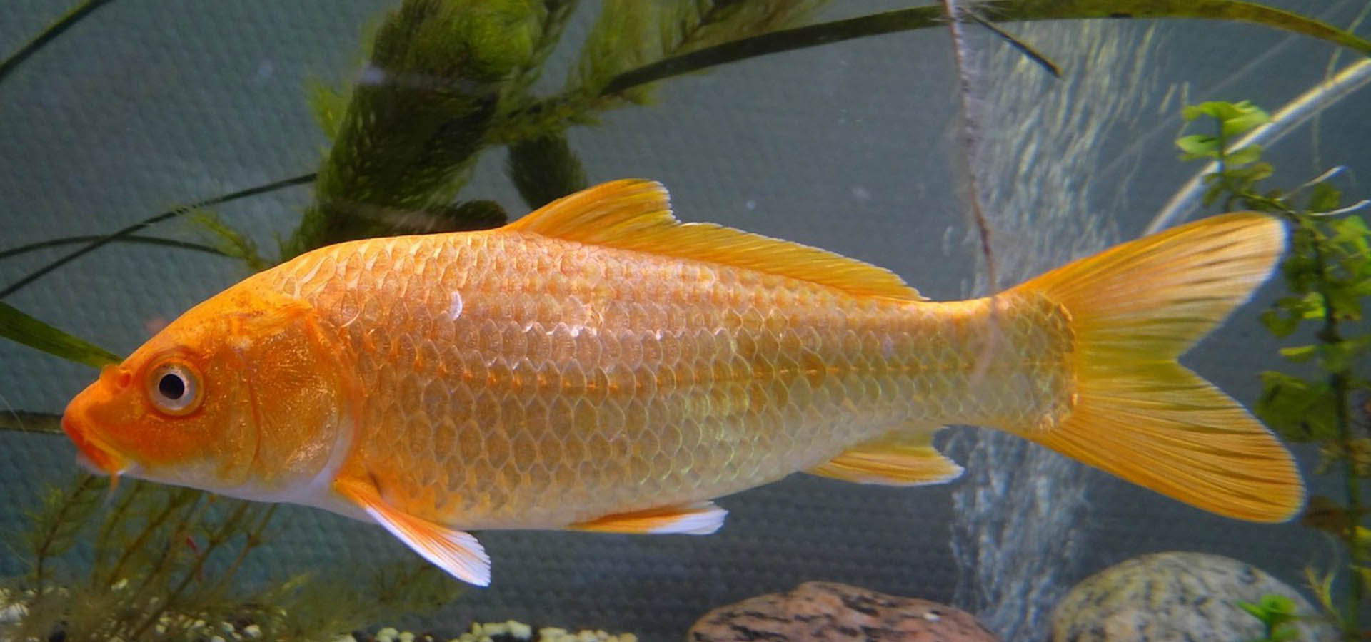 smaller fish